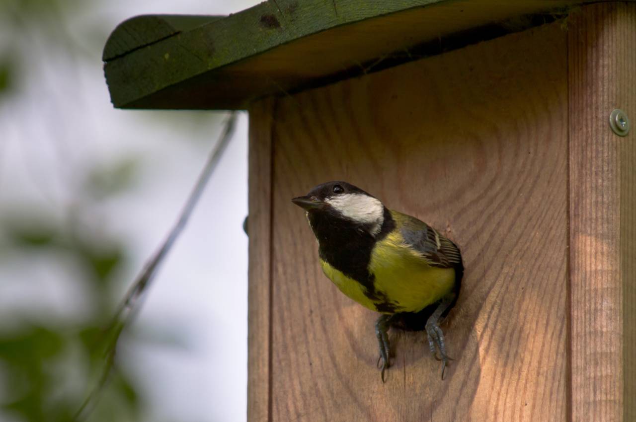 Encouraging Birds to Your Garden: A Complete Guide to Nest Boxes